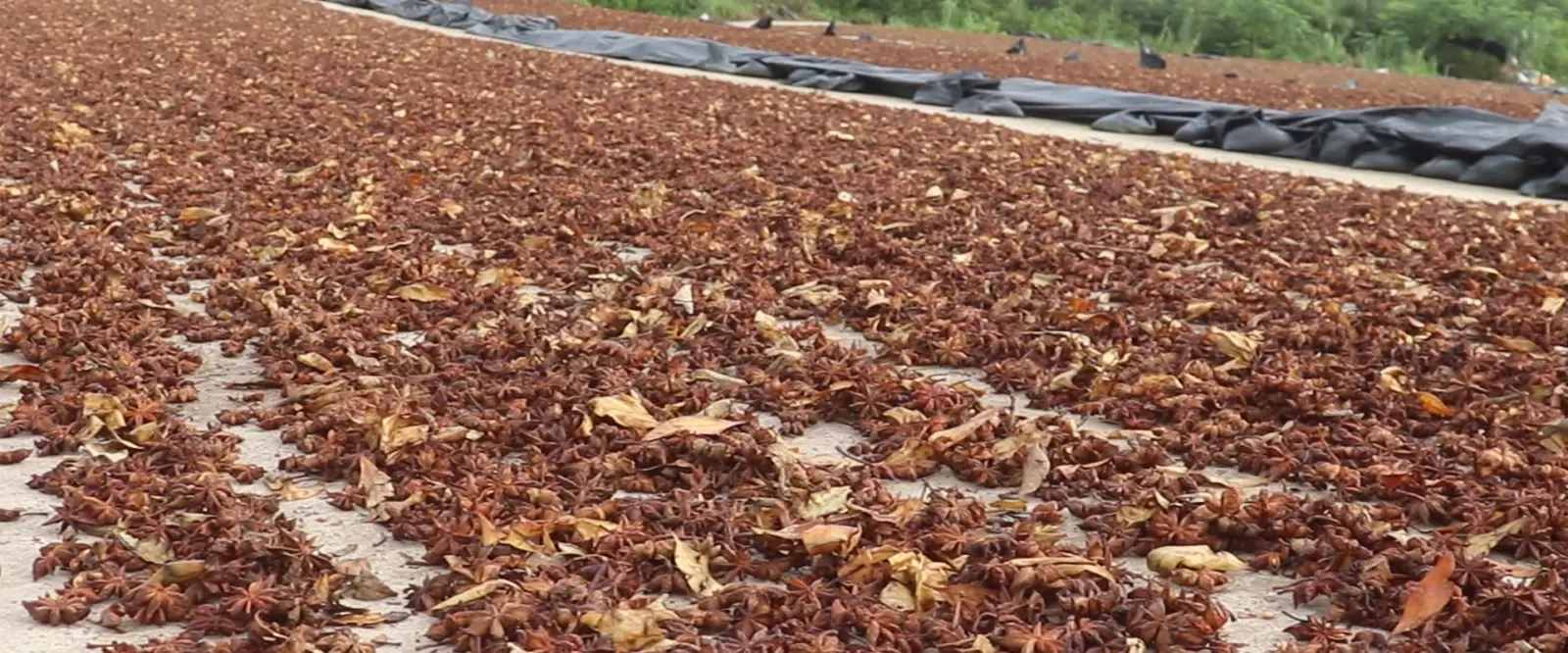 Lvkang spice drying and post-harvest handling