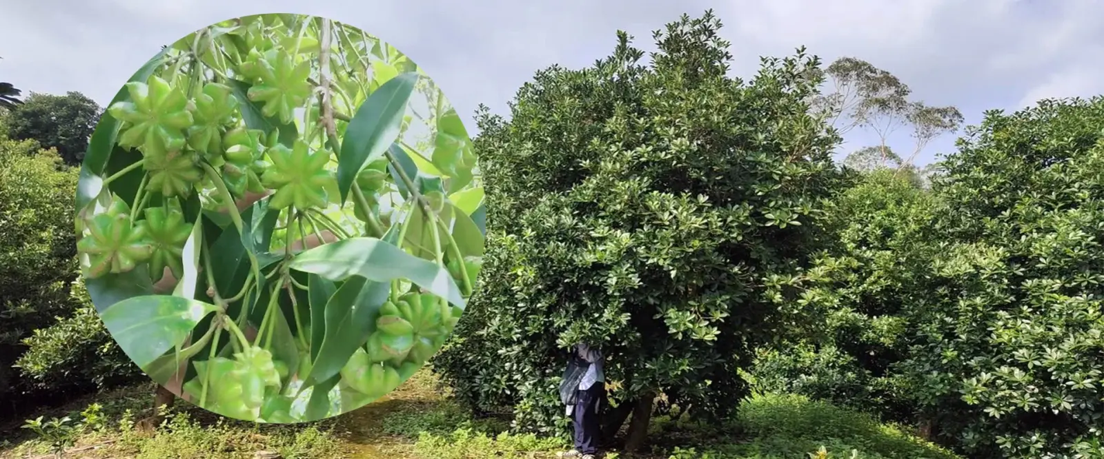 Lvkang star anise growing base